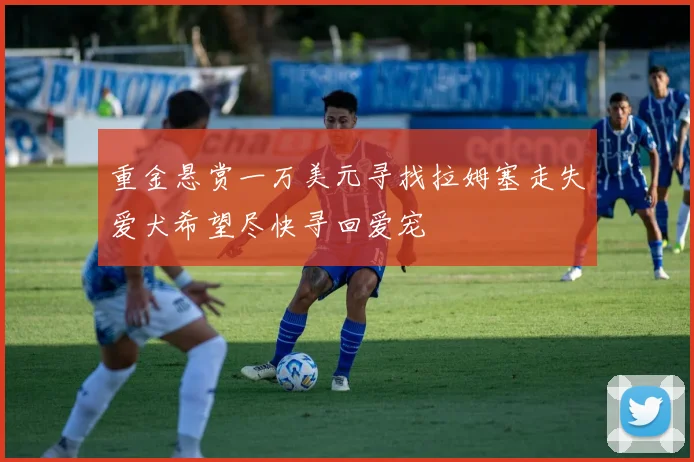 重金悬赏一万美元寻找拉姆塞走失爱犬希望尽快寻回爱宠